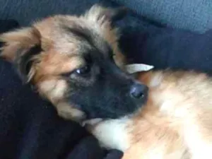 Cachorro raça Não tem raça idade 7 a 11 meses nome Britney