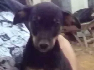 Cachorro raça Misturado idade 2 a 6 meses nome Piquituxa