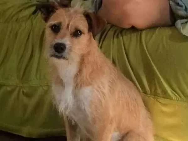 Cachorro ra a misturado idade 1 ano nome Toto