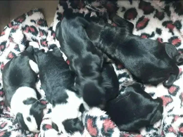 Cachorro ra a Srd idade Abaixo de 2 meses nome Sem nome