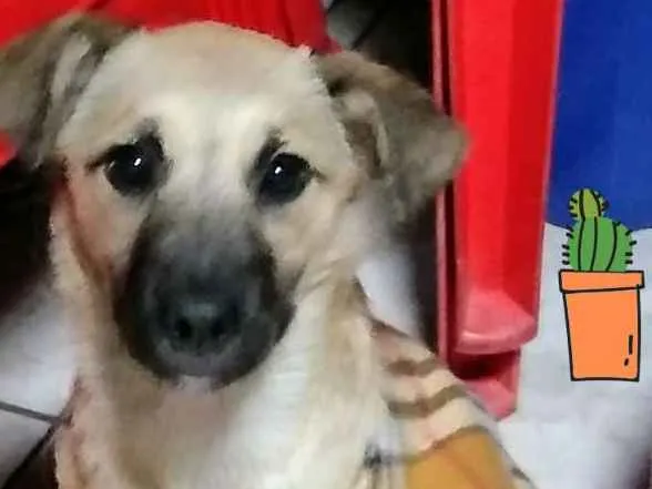 Cachorro ra a SRD idade 2 a 6 meses nome Billy