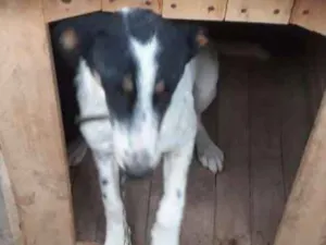 Cachorro raça Sem raça definida idade 1 ano nome Shakira e Tufão 