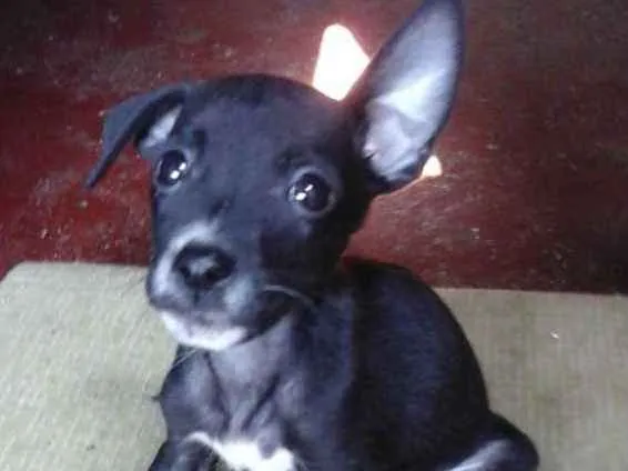 Cachorro ra a Fila com Pitbull. - - idade 2 a 6 meses nome Sherra