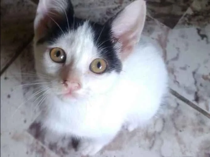 Gato ra a Indefinida idade 2 a 6 meses nome Sem Nome