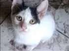 Gato raça Indefinida idade 2 a 6 meses nome Sem Nome