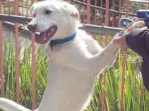 Cachorro raça Desconhecida idade 2 anos nome NICO