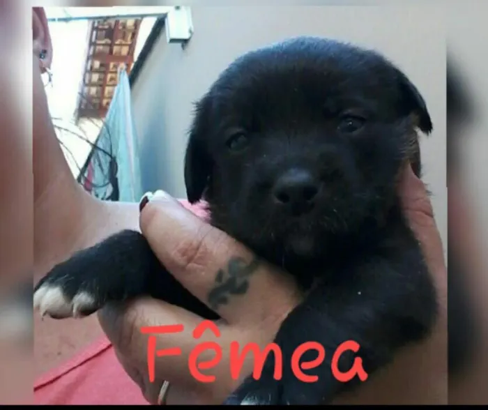 Cachorro raça SRD idade Abaixo de 2 meses nome Sem nomes