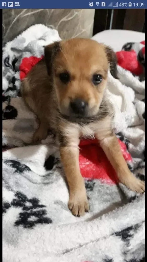 Cachorro raça Não sei  idade Abaixo de 2 meses nome Dody