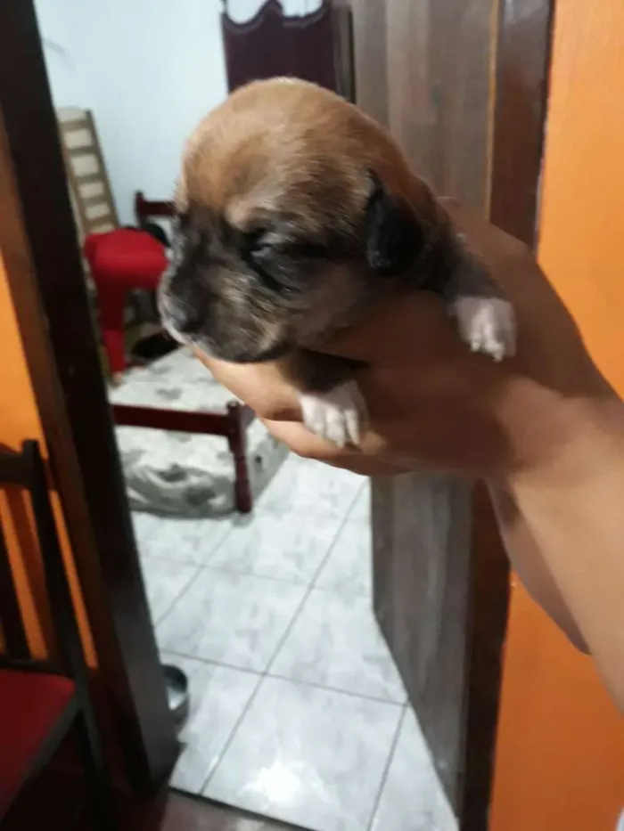Cachorro raça Não sei  idade Abaixo de 2 meses nome Dody