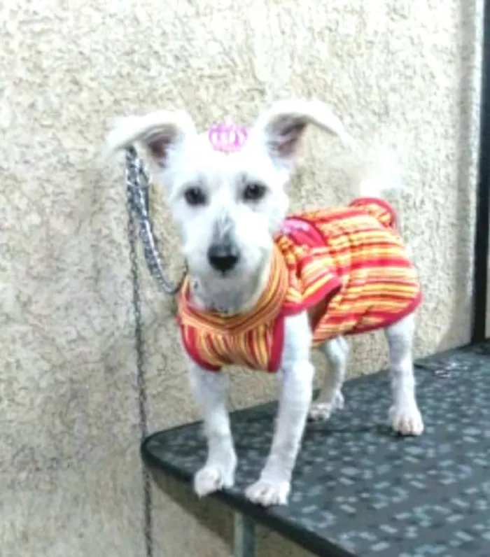 Cachorro ra a  idade 2 a 6 meses nome Pipoca