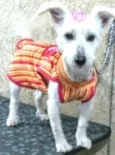 Pipoca
