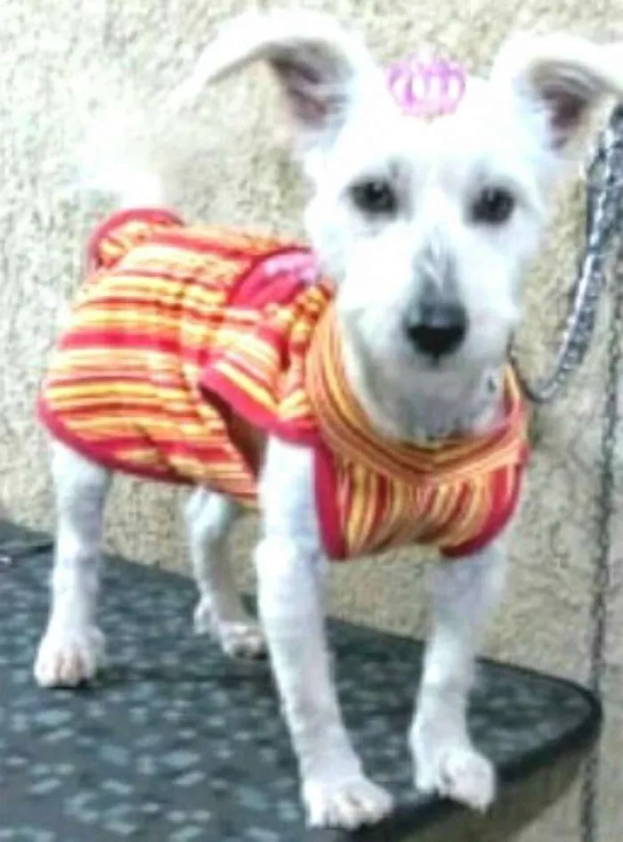 Cachorro ra a  idade 2 a 6 meses nome Pipoca
