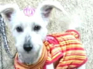 Cachorro raça  idade 2 a 6 meses nome Pipoca
