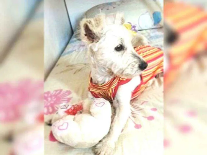Cachorro ra a  idade 2 a 6 meses nome Pipoca