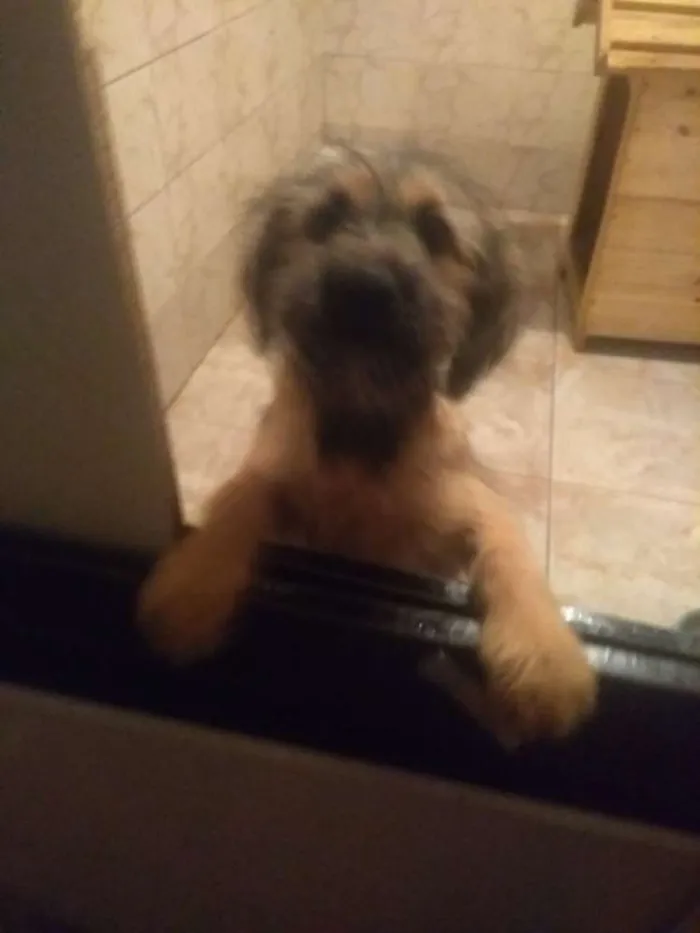 Cachorro raça Não definido idade 2 a 6 meses nome Megg