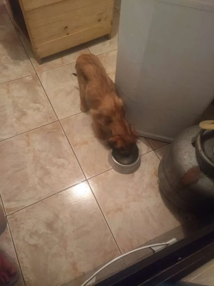 Cachorro raça Não definido idade 2 a 6 meses nome Megg