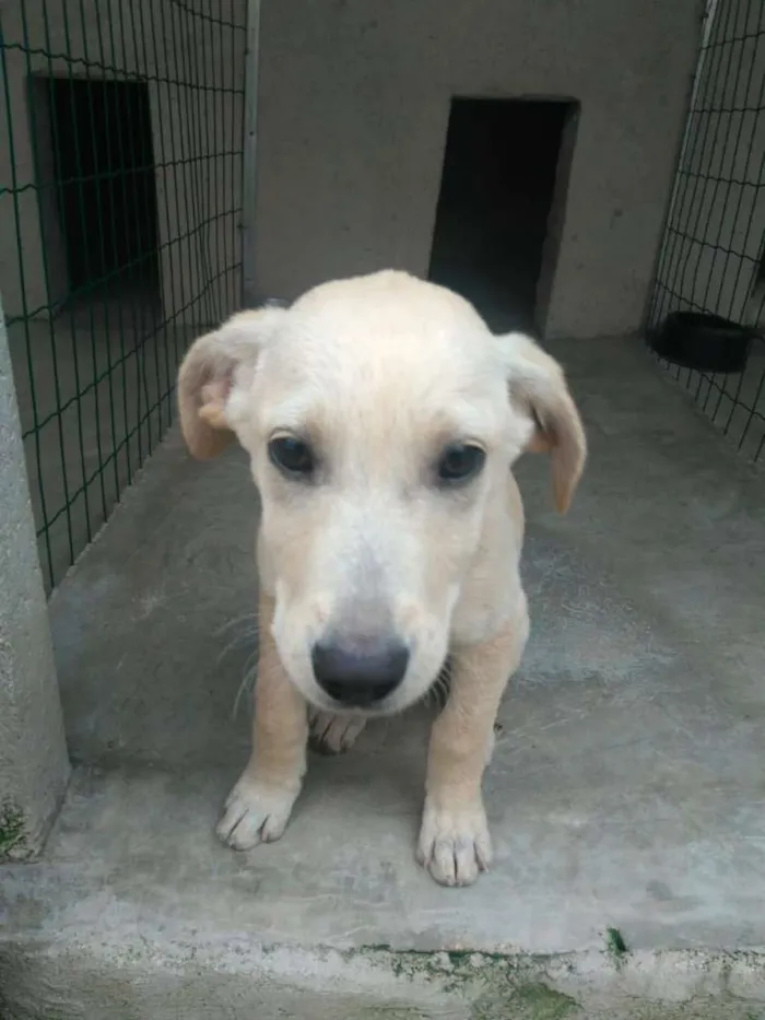Cachorro ra a  idade 2 a 6 meses nome Filhotes Monique