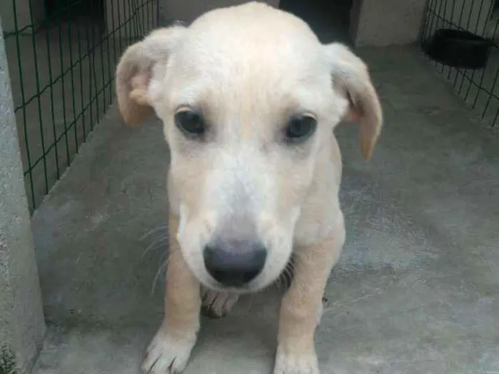 Cachorro ra a  idade 2 a 6 meses nome Filhotes Monique