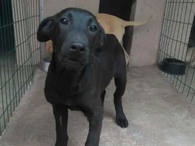 Cachorro ra a  idade 2 a 6 meses nome Filhotes Monique