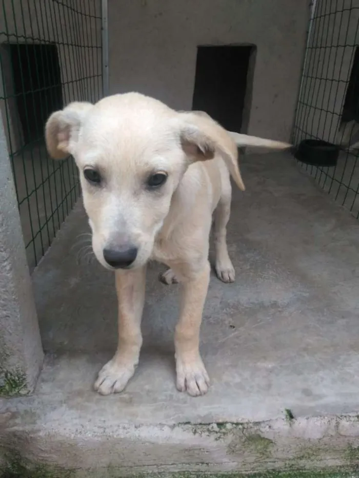 Cachorro ra a  idade 2 a 6 meses nome Filhotes Monique