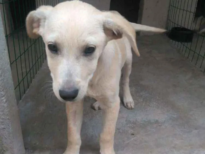Cachorro ra a  idade 2 a 6 meses nome Filhotes Monique