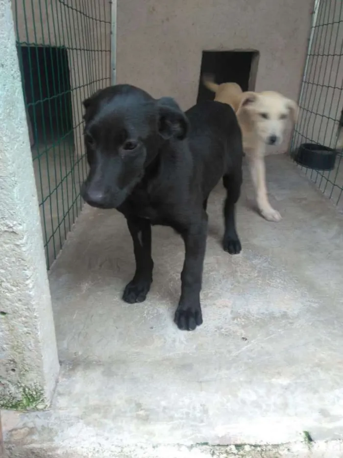 Cachorro ra a  idade 2 a 6 meses nome Filhotes Monique