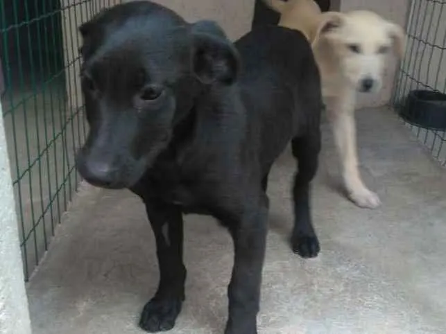 Cachorro ra a  idade 2 a 6 meses nome Filhotes Monique