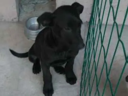 Cachorro ra a  idade 2 a 6 meses nome Filhotes Monique