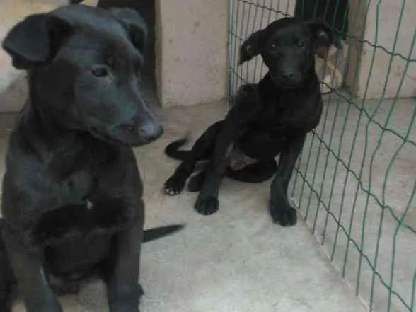Cachorro ra a  idade 2 a 6 meses nome Filhotes Monique