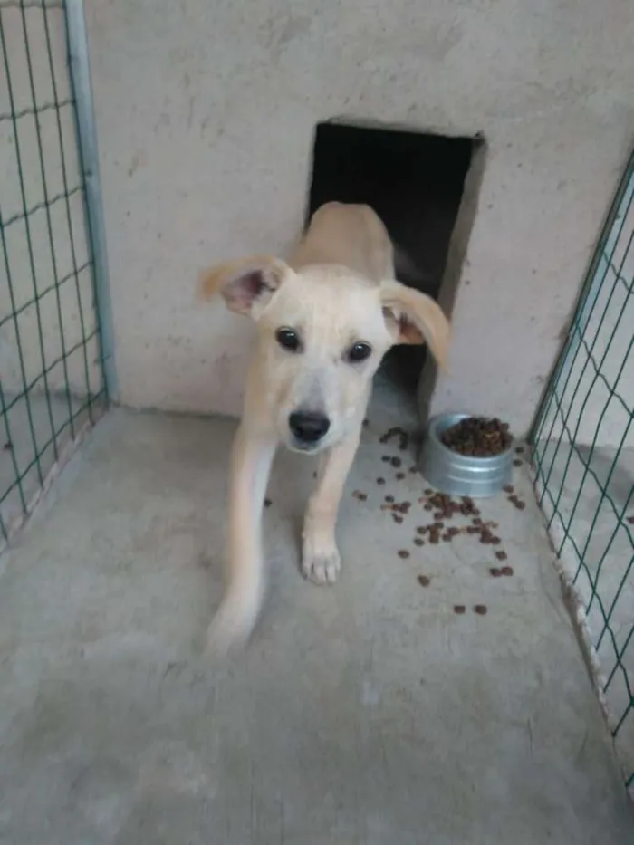 Cachorro ra a  idade 2 a 6 meses nome Filhotes Monique