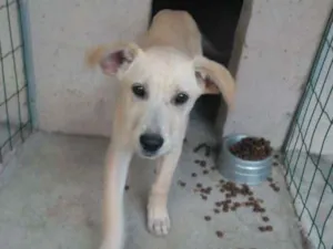 Cachorro raça  idade 2 a 6 meses nome Filhotes Monique