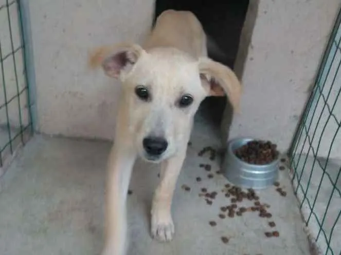 Cachorro ra a  idade 2 a 6 meses nome Filhotes Monique