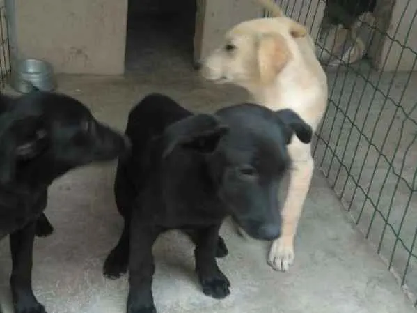 Cachorro ra a  idade 2 a 6 meses nome Filhotes Monique