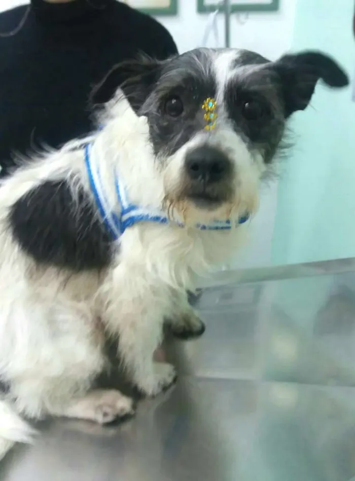 Cachorro ra a  idade 3 anos nome July