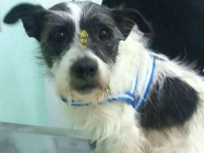 Cachorro ra a  idade 3 anos nome July