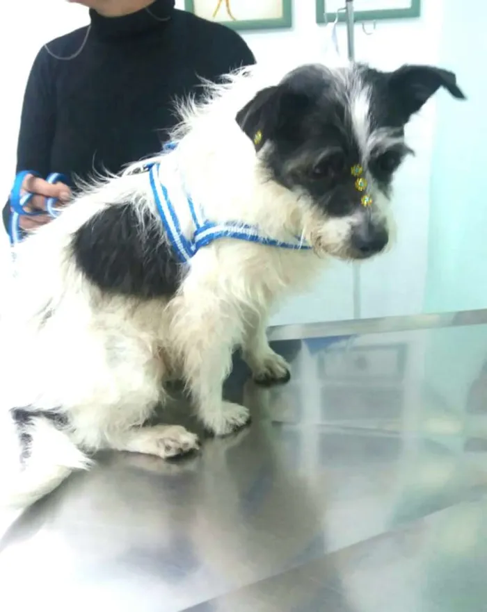 Cachorro ra a  idade 3 anos nome July