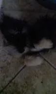Não tem 