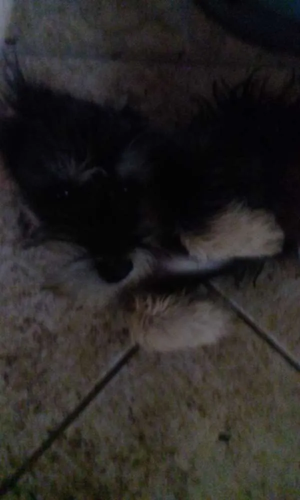 Cachorro raça Indefinido  idade 1 ano nome Não tem 