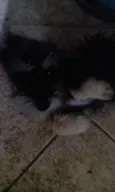 Não tem 
