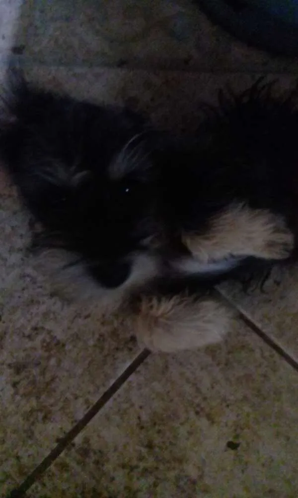 Cachorro raça Indefinido  idade 1 ano nome Não tem 