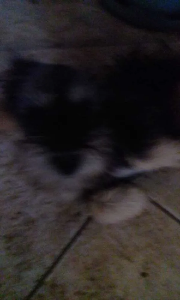 Cachorro raça Indefinido  idade 1 ano nome Não tem 