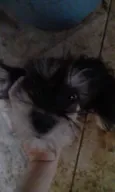 Não tem 