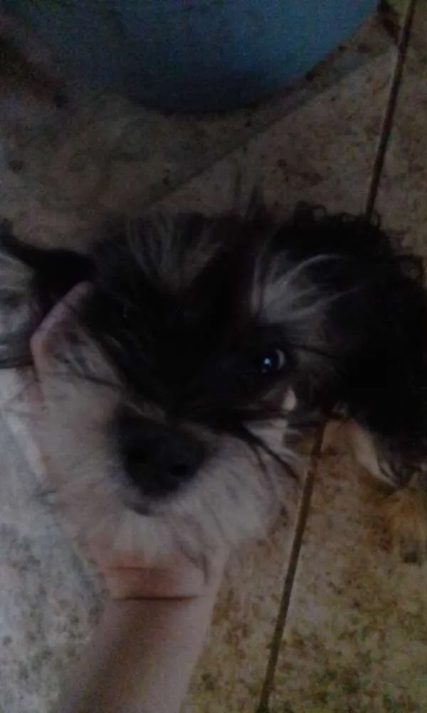 Cachorro raça Indefinido  idade 1 ano nome Não tem 