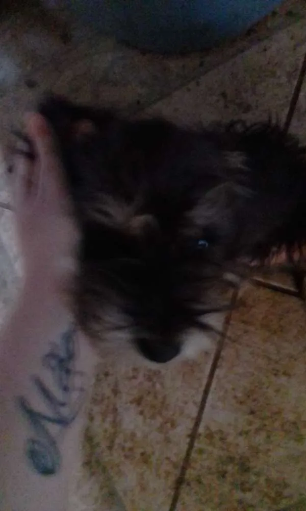 Cachorro raça Indefinido  idade 1 ano nome Não tem 