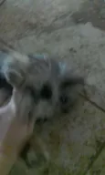 Não tem 