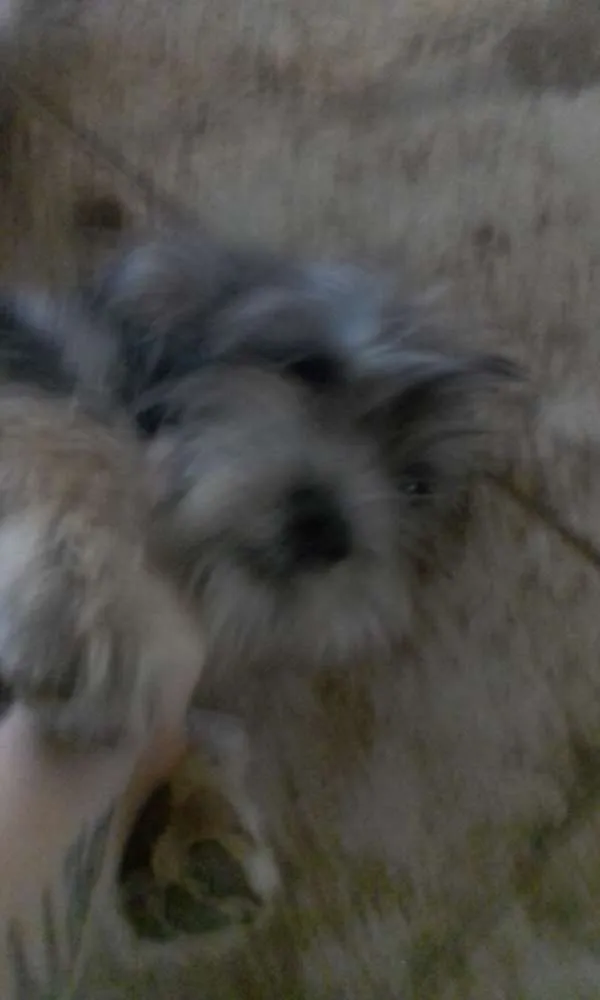Cachorro raça Indefinido  idade 1 ano nome Não tem 