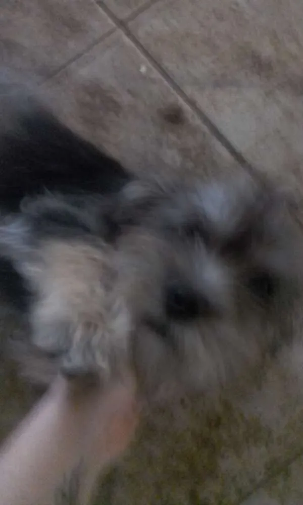 Cachorro raça Indefinido  idade 1 ano nome Não tem 