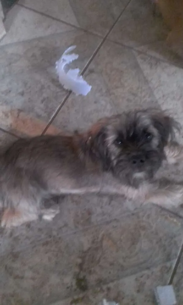 Cachorro raça Indefinido  idade 1 ano nome Não tem 