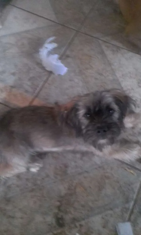 Cachorro raça Indefinido  idade 1 ano nome Não tem 