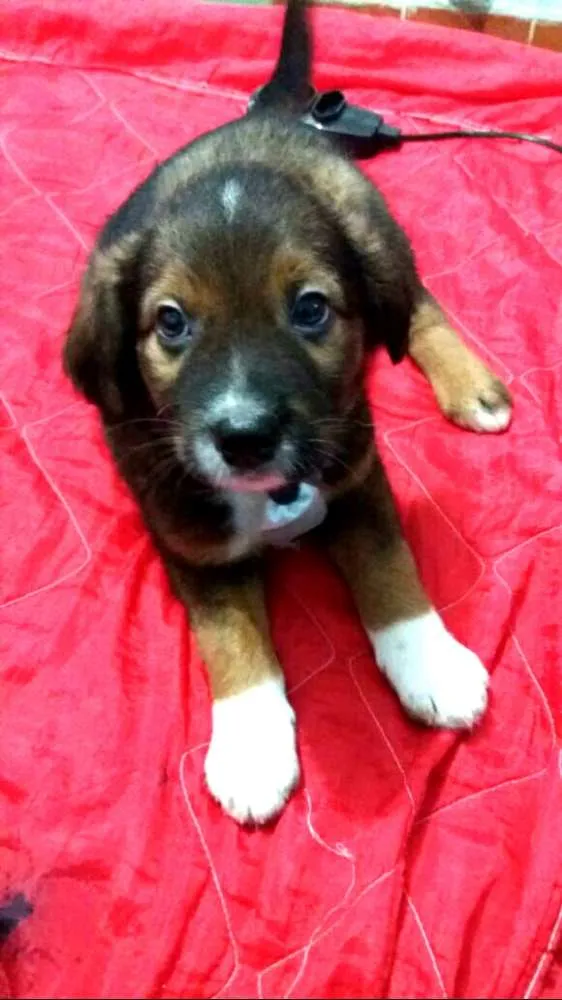 Cachorro ra a  idade 2 a 6 meses nome Filhotes Sueli